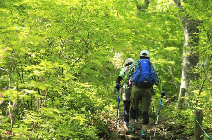 ブナ林を歩く登山者