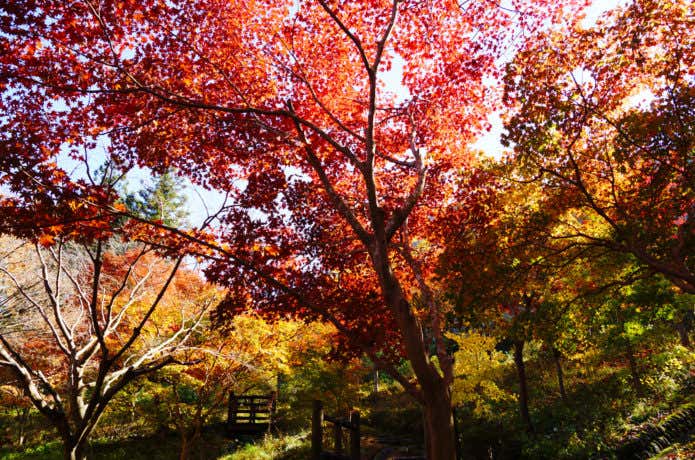 御岳渓谷の紅葉