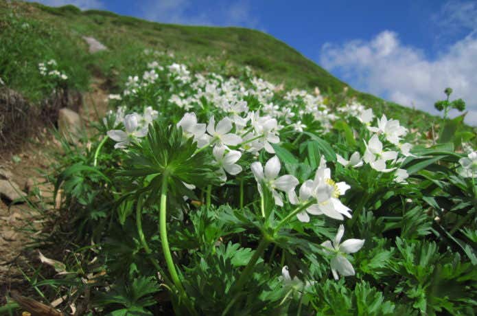 仙ノ倉山のお花畑