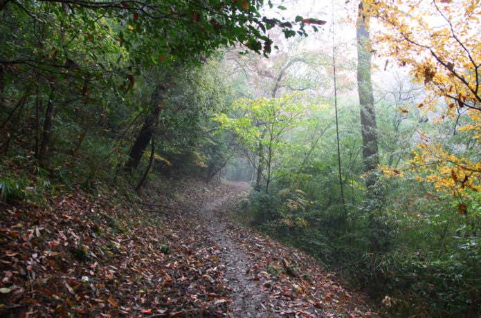 わかりにくい登山道