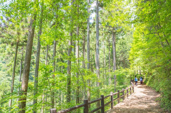 奥多摩の登山道