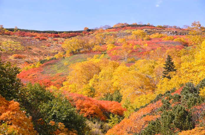銀泉台の紅葉