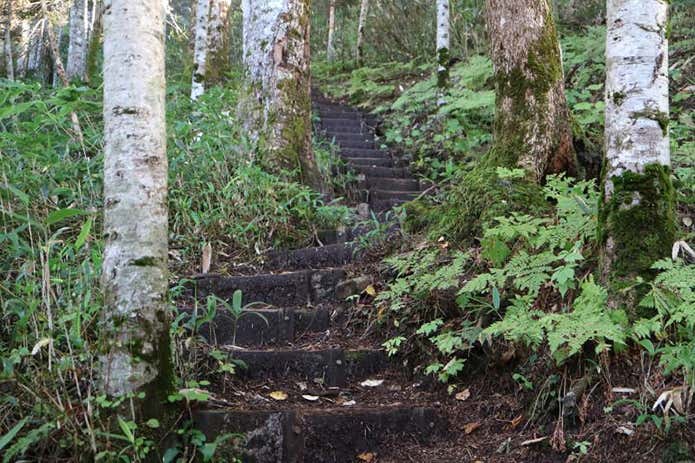 帝釈山登山道の階段