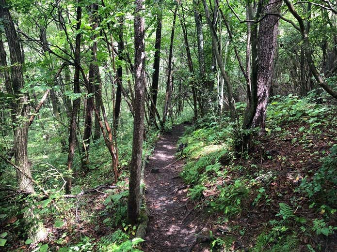 浅間隠山の登山道