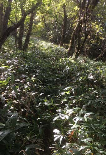 笹の登山道