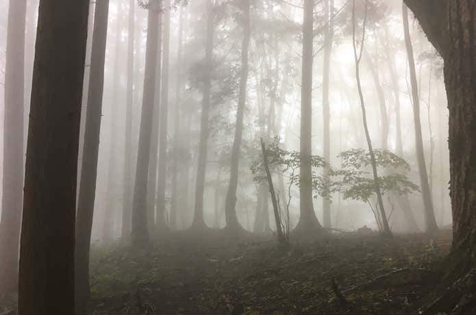 霧　登山道