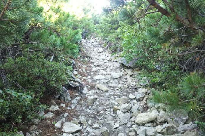 ハイマツの登山道