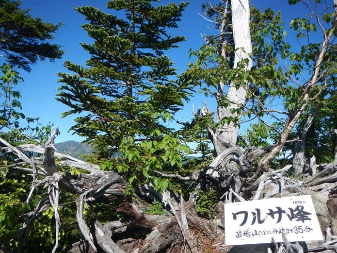 佐武流山   ワルサ峰