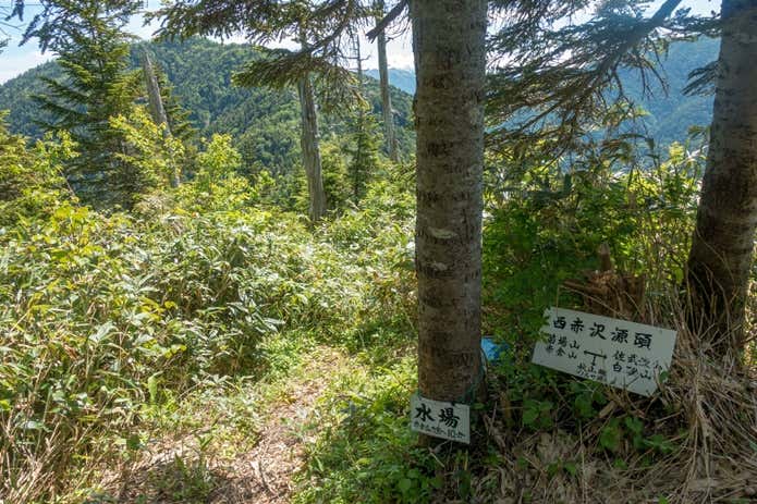 西赤沢源頭分岐