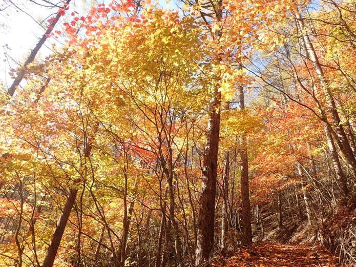 御座山の紅葉