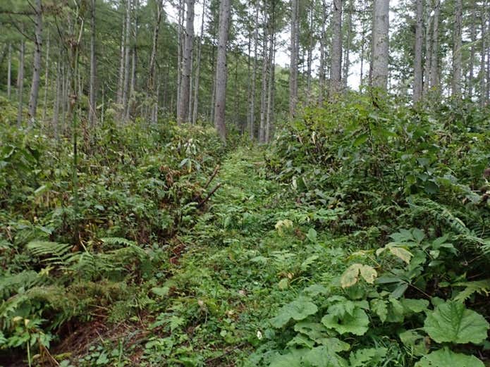 佐武流山　樹林帯の道