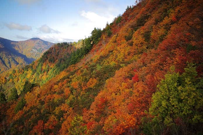 鳥甲山 紅葉