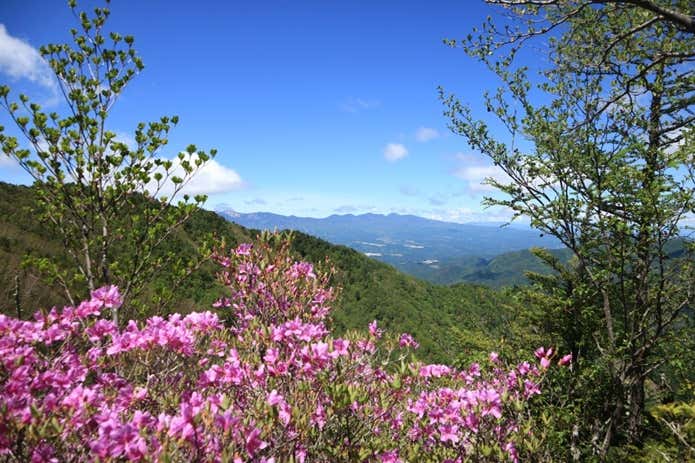 御座山のツツジ