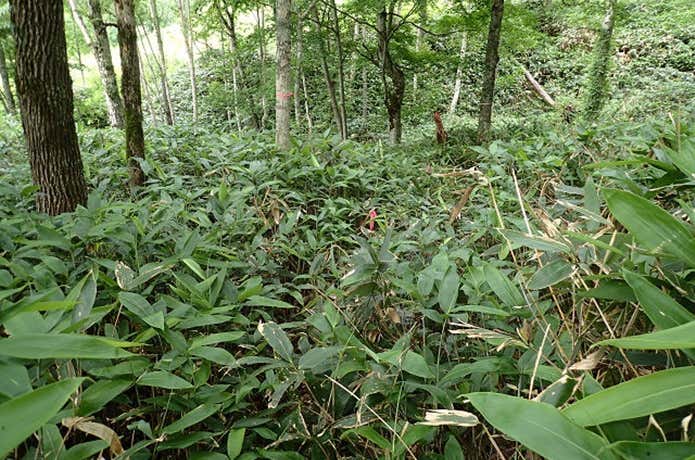 笹の高い登山道