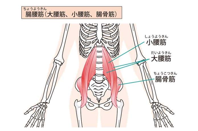 腸腰筋