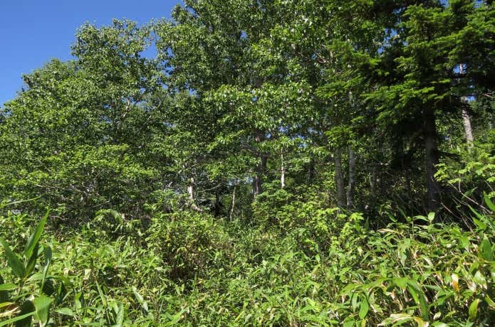 舗装されていない笹藪