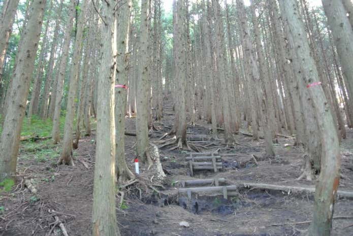 蒜山 登山道