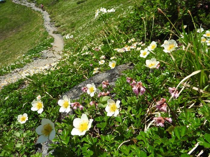 奥大日岳のチングルマ