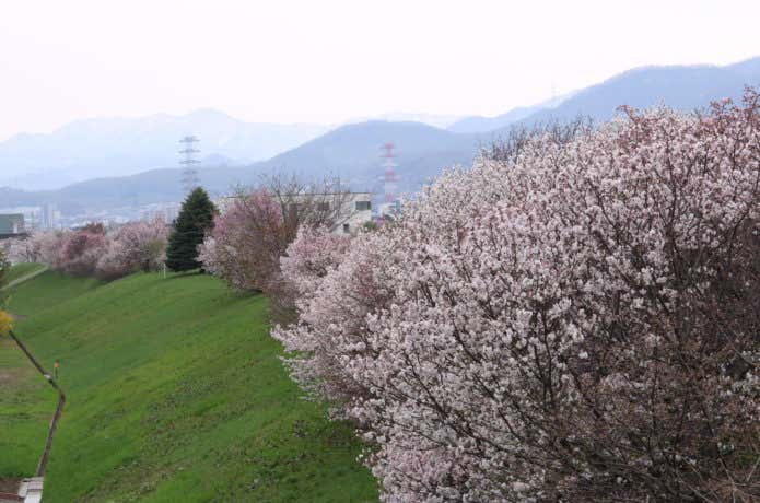 津軽緑地の軽川桜づつみ