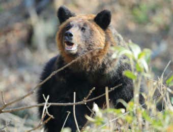 ヒグマの目覚め
