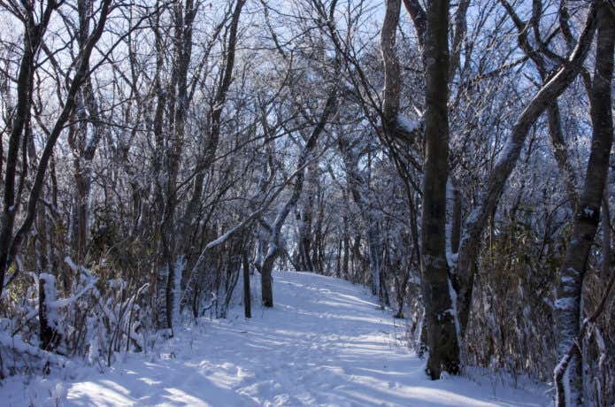 雪の登山道