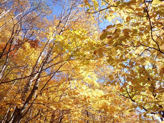 紅葉の手稲山