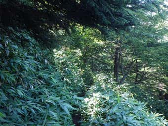 笹薮に覆われた登山道