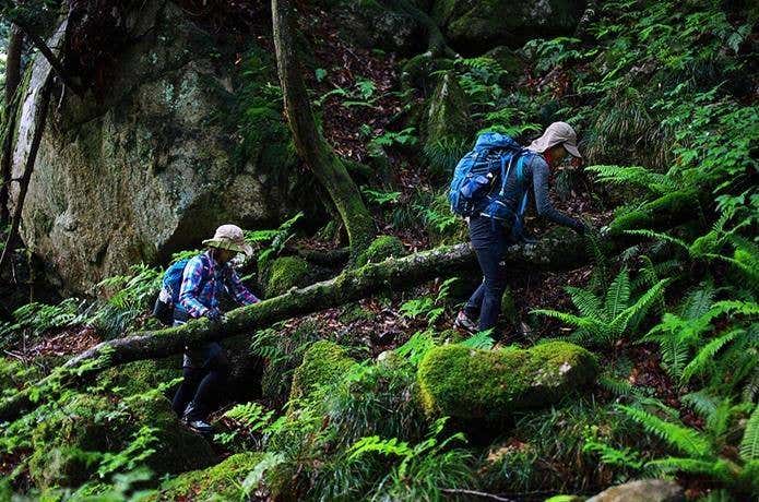 苔むした登山道