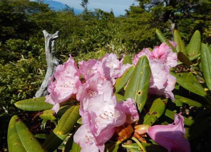 登山道脇のシャクナゲ