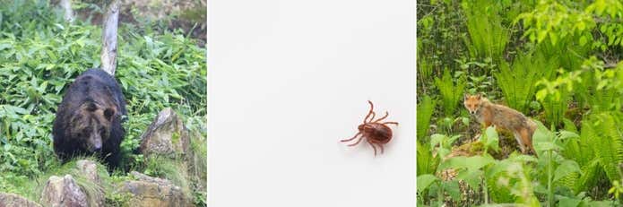 注意が必要な生き物