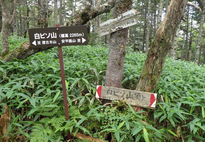 白ビソ山山頂