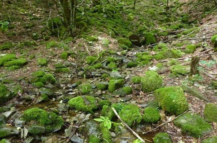 造林小屋からの沢の取り付き