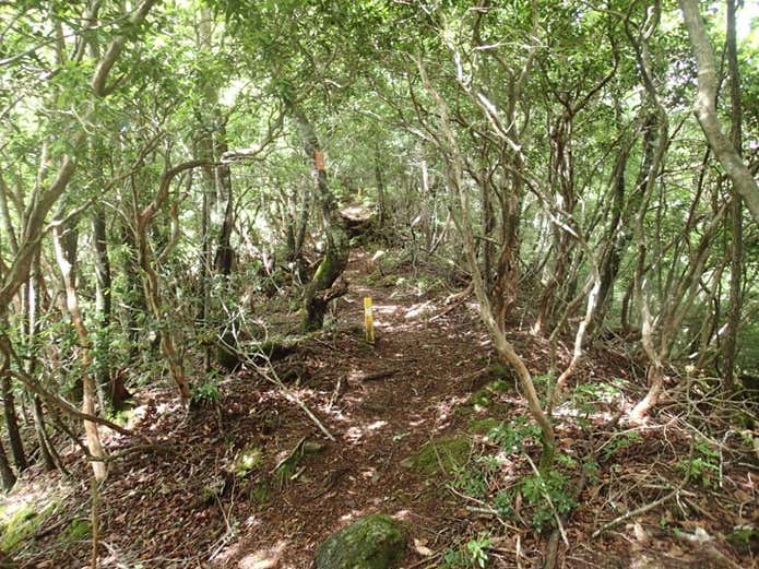 登山道の様子