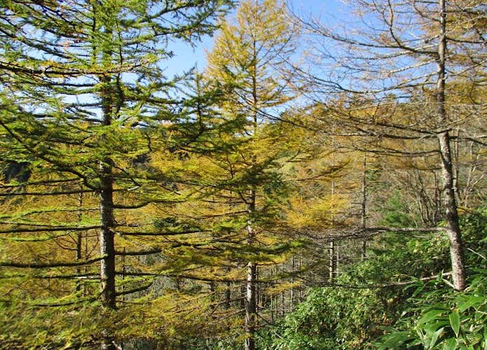 摺古木山のカラマツの紅葉