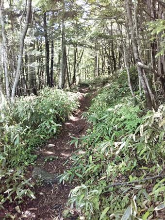 登山道
