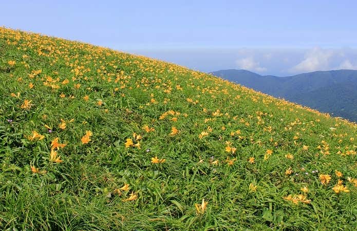 花の百名山の和賀岳