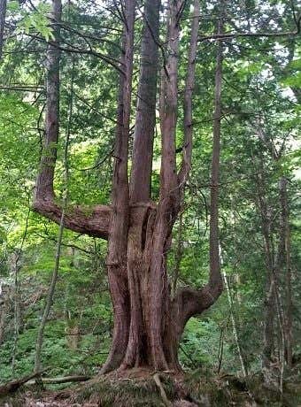 有明山のあがりこサワラ