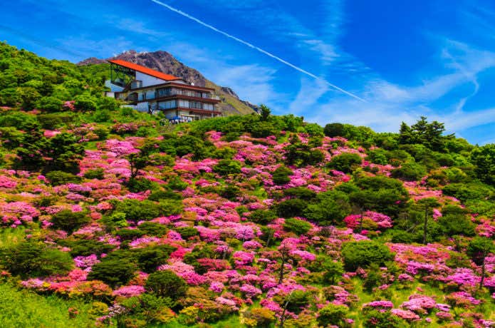 仁田峠のミヤマキリシマ