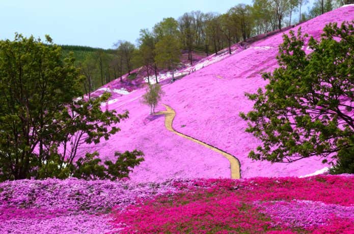 芝桜公園
