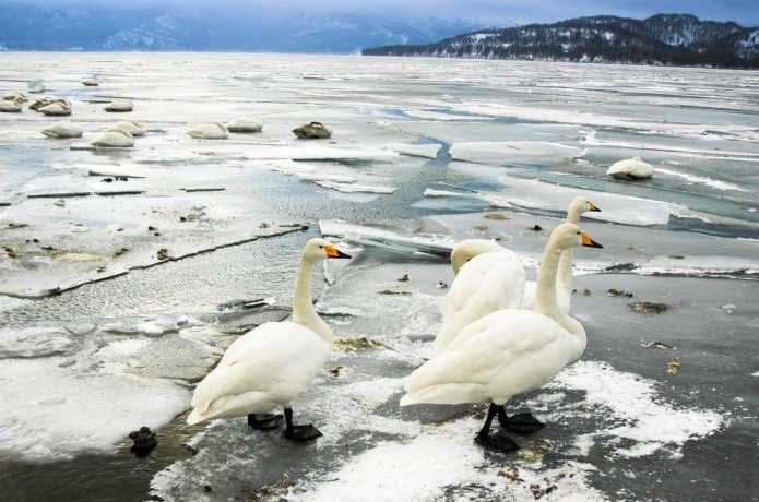 冬の屈斜路湖と白鳥