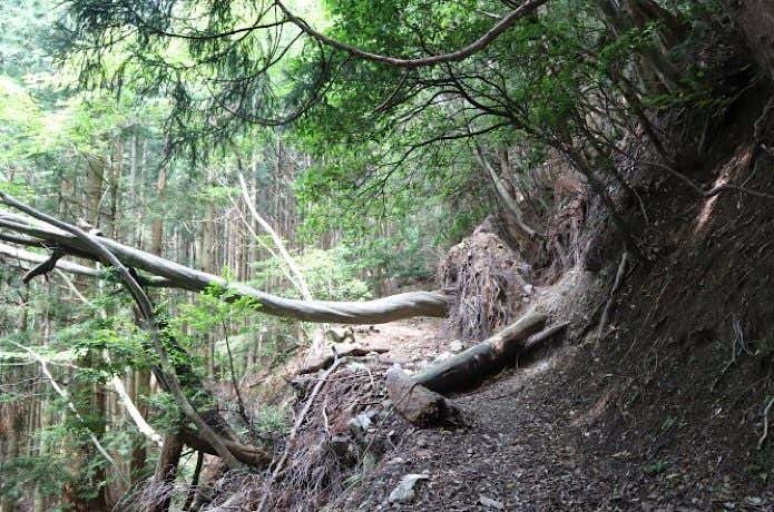 登山道の倒木