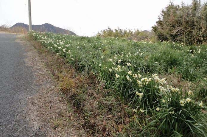 富山に向かう登山道脇の水仙