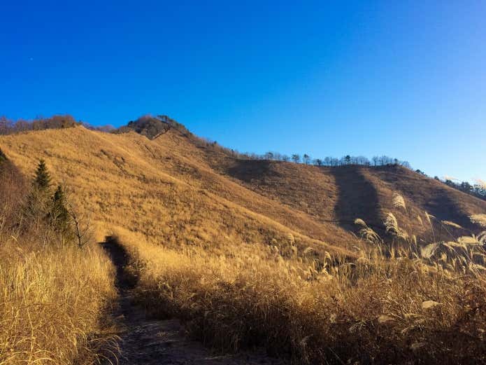 カヤトに包まれた登山道