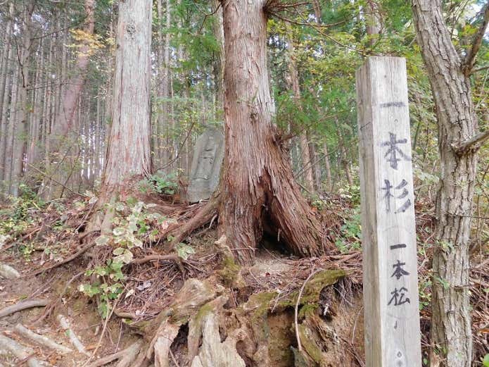 一本杉