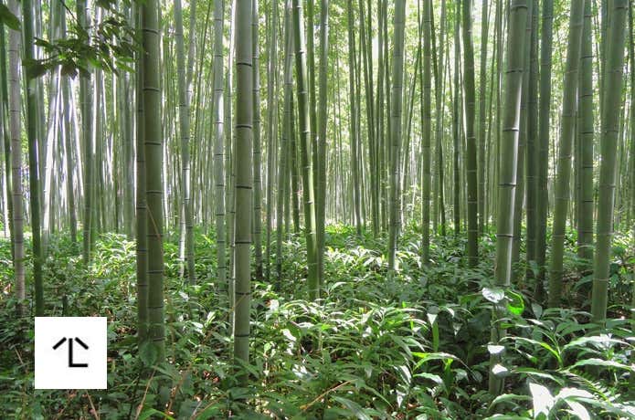竹林