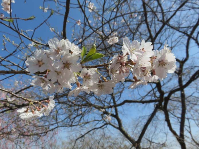浅間嶺の桜