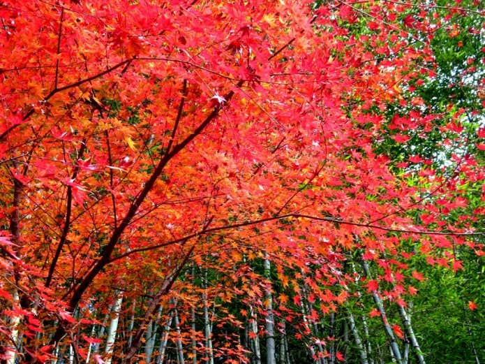 紅葉期の浅間嶺