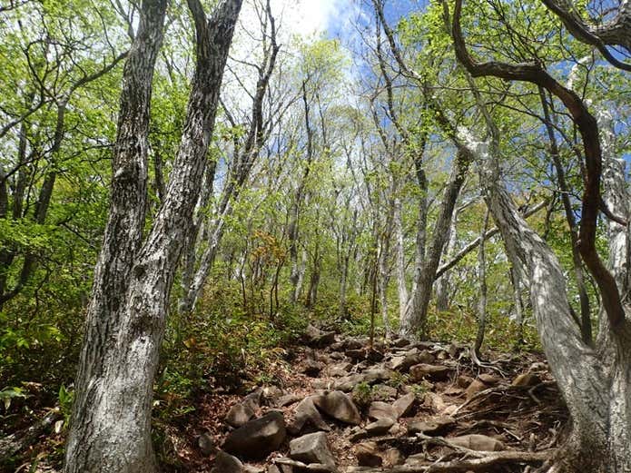 泉ヶ岳　登山