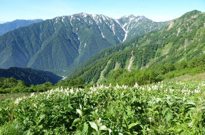 夏の爺ヶ岳
