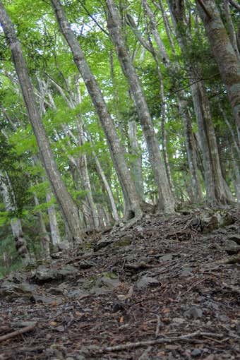 登りが続く登山道
